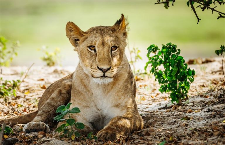 Groß-Simbabwe-Ruinen und Safariparadies @Nikada/istock